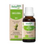 Gemmotherapy Fig Tree 15ml Bio